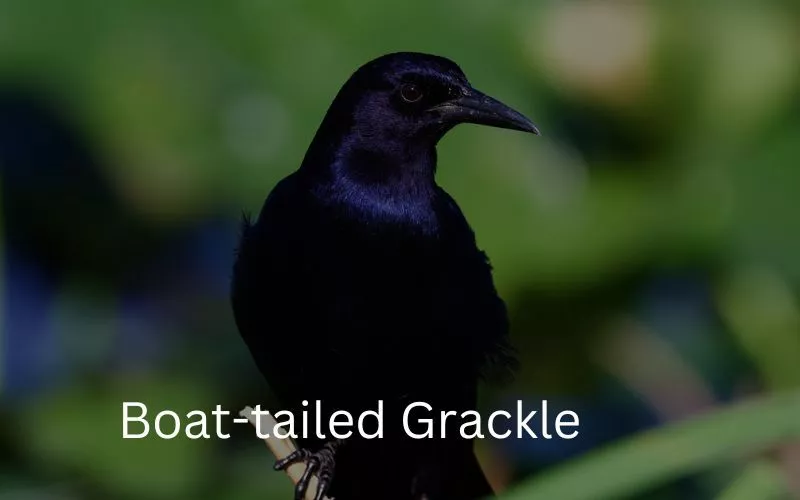 Boat-tailed Grackle