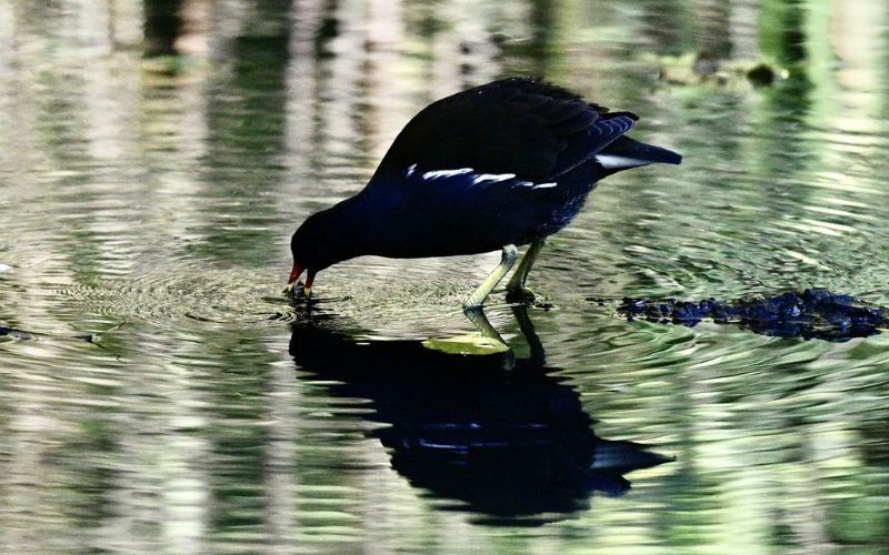 Common Gallinule