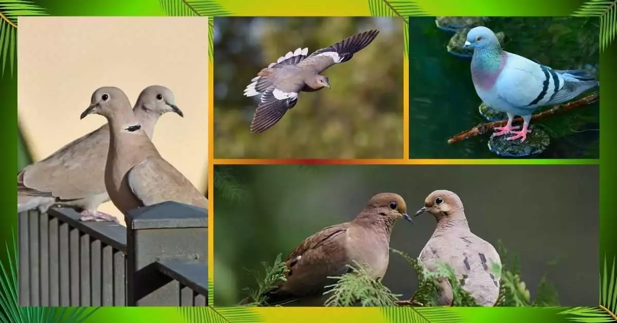 Discover 5 Beautiful Doves in Colorado