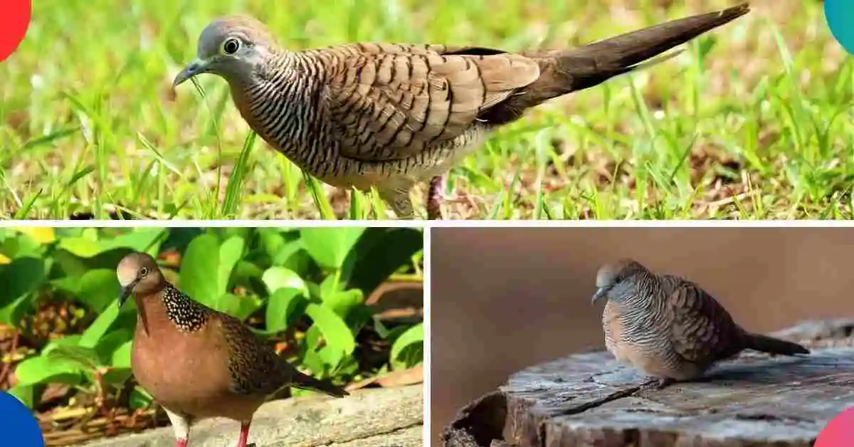 Doves in Hawaii