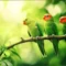 Green birds in Florida, including parakeets and parrots, perched in tropical trees