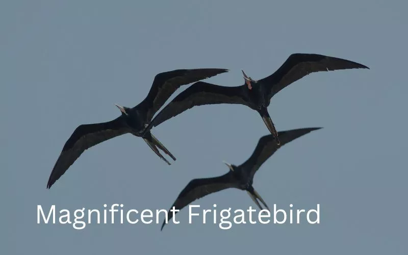 Magnificent Frigatebird