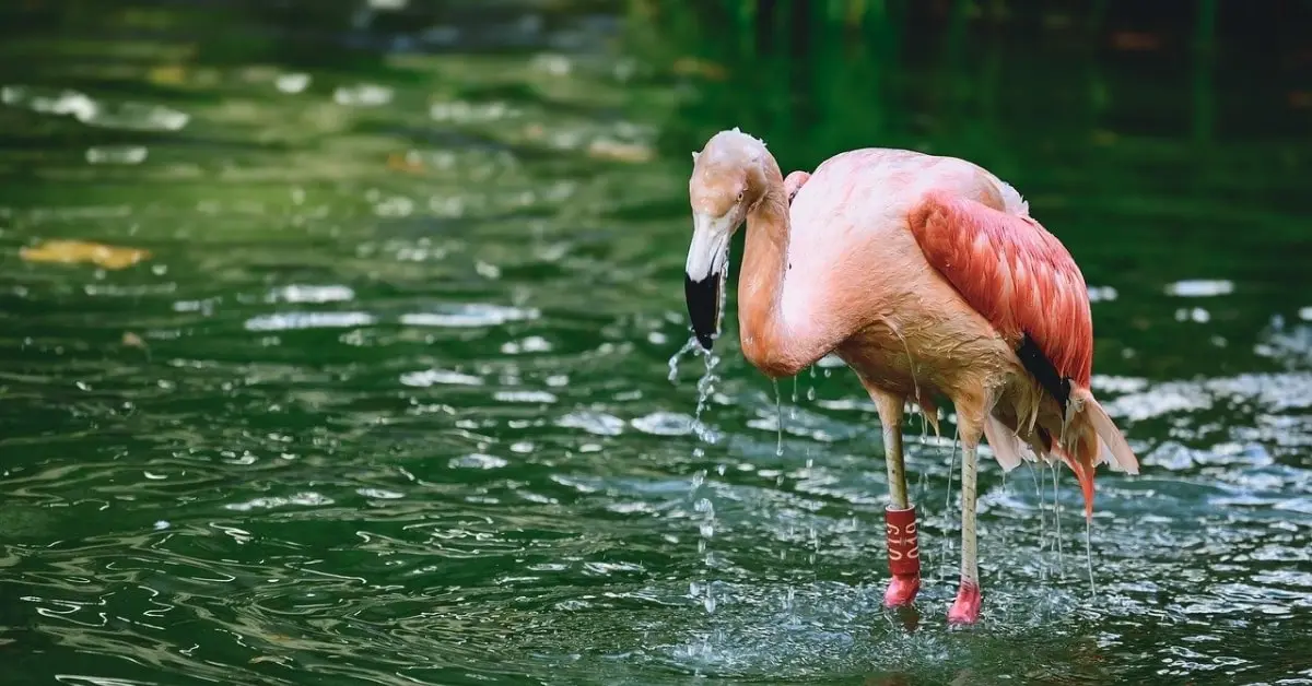 Pink Birds in Florida