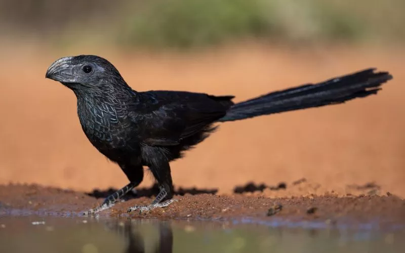 Smooth-billed ani