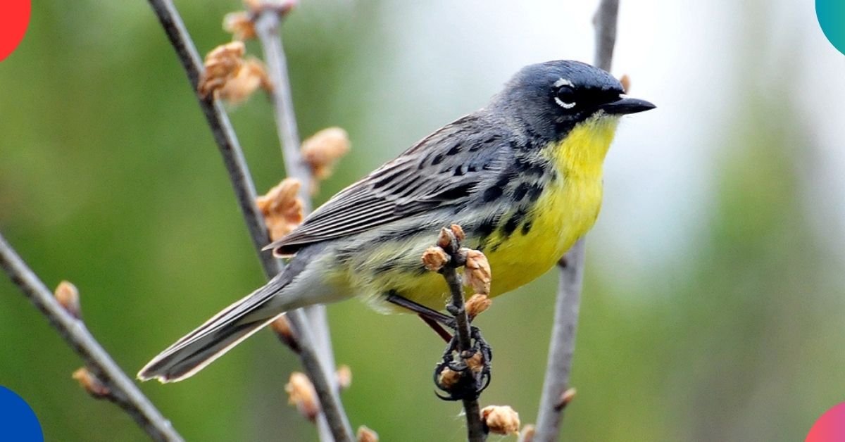 What Bird is Only Found in Michigan