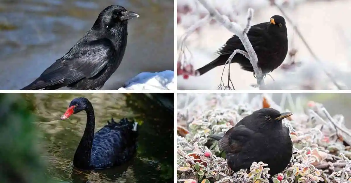 black birds in Florida