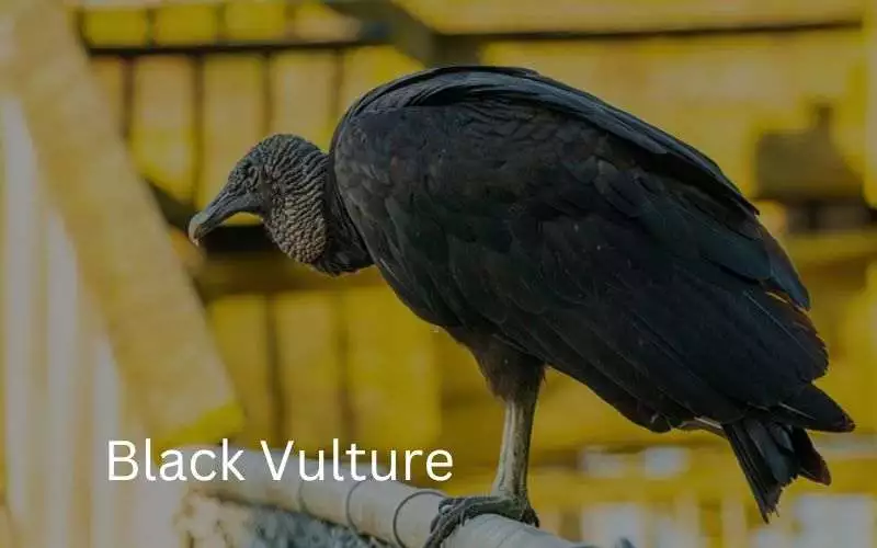 black vulture