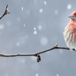 20 Winter Birds in Michigan You Need to See in 2024! (Stunning Photos)