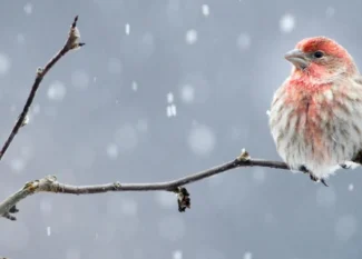 stunning winter birds in Michigan