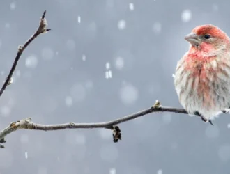 stunning winter birds in Michigan