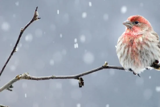 stunning winter birds in Michigan