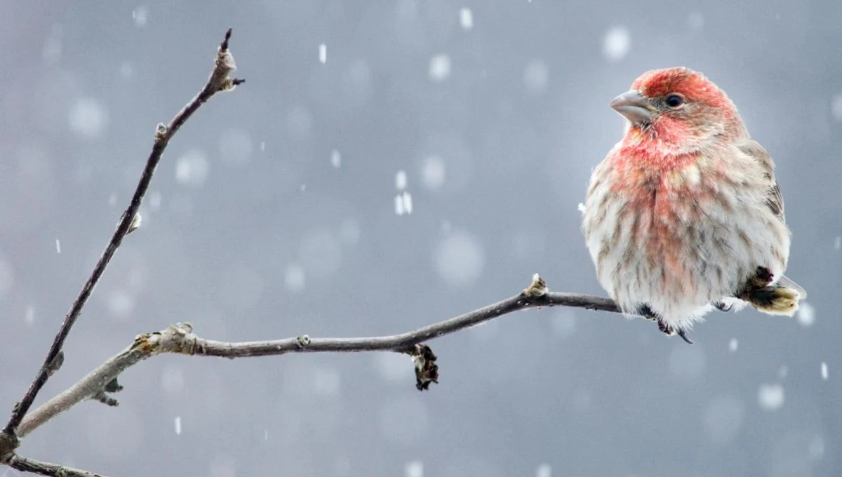 stunning winter birds in Michigan