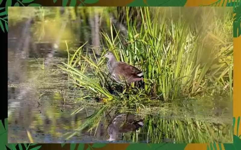 5. Small Birds with Long Necks: Common Gallinule