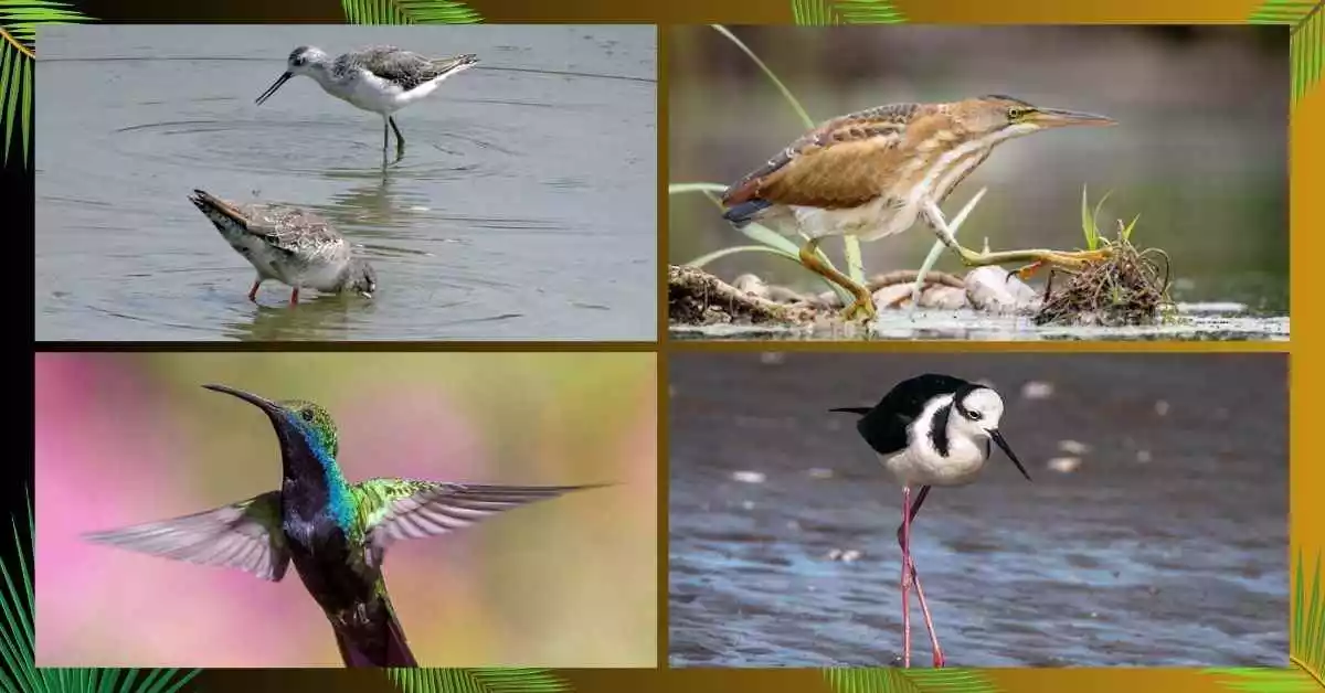 7 Small Birds with Long Necks: A Birdwatcher’s Guide