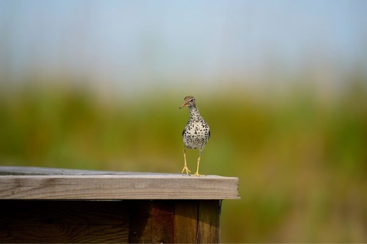 Spotted Sandpiper