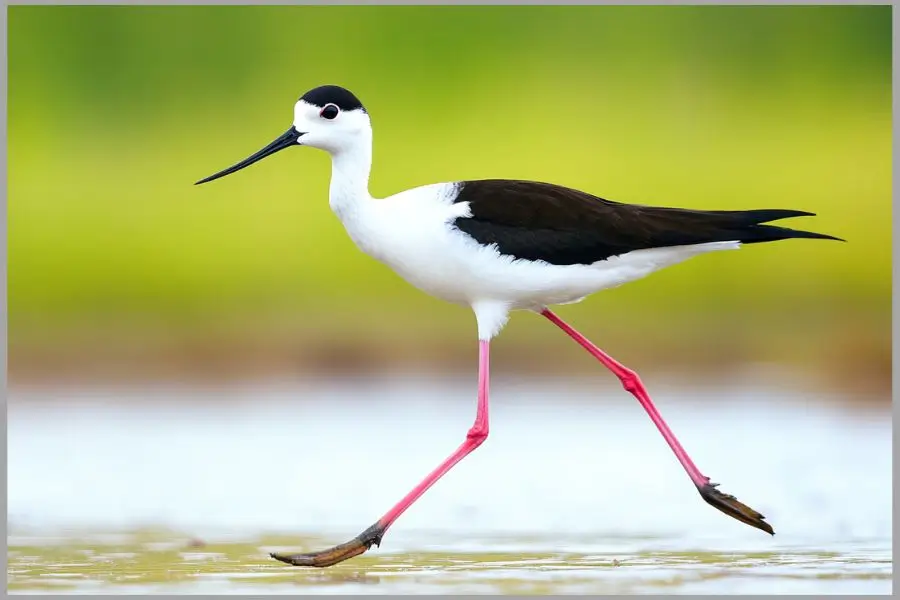 Black-winged Stilt standing  in a wetland