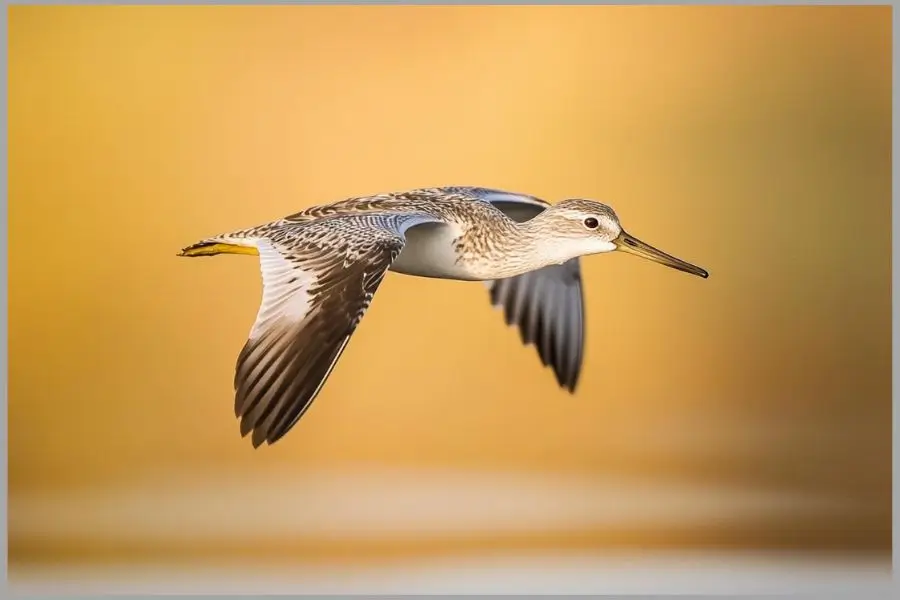 Common Greenshank flying in the sky