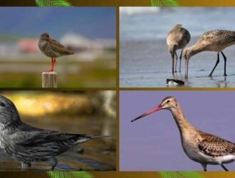 small birds with long beaks