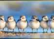 Various small birds with long beaks, including hummingbirds, curlews, and kingfishers, in their natural habitats