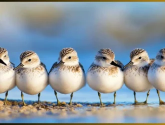 Various small birds with long beaks, including hummingbirds, curlews, and kingfishers, in their natural habitats