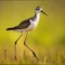 small birds with long legs: Avocet, Stilt, Yellowlegs, Heron, Greenshank, Sandpiper, and Phalarope