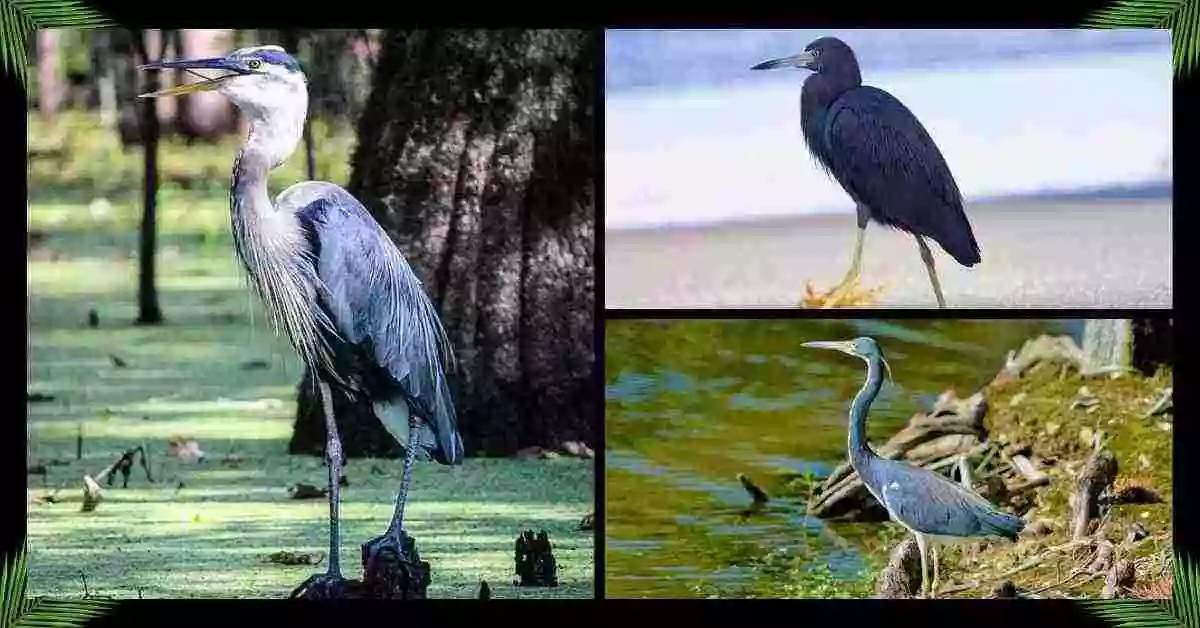 BIG Blue Birds in Florida