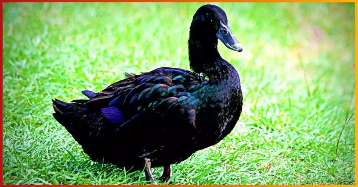 Black Ducks in Michigan