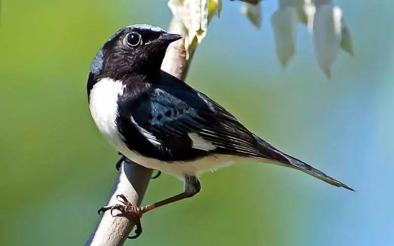 Black throated Blue Warbler