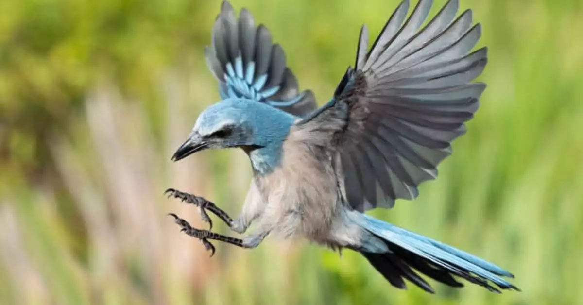 Blue Birds in Northwest Florida