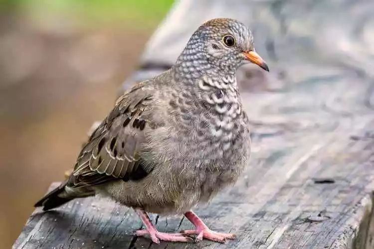 Common Ground-Dove