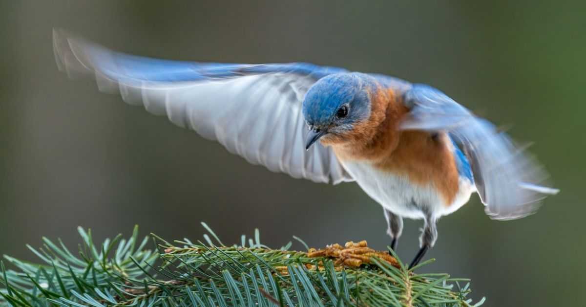 Do Bluebirds Stay in Florida Year-round