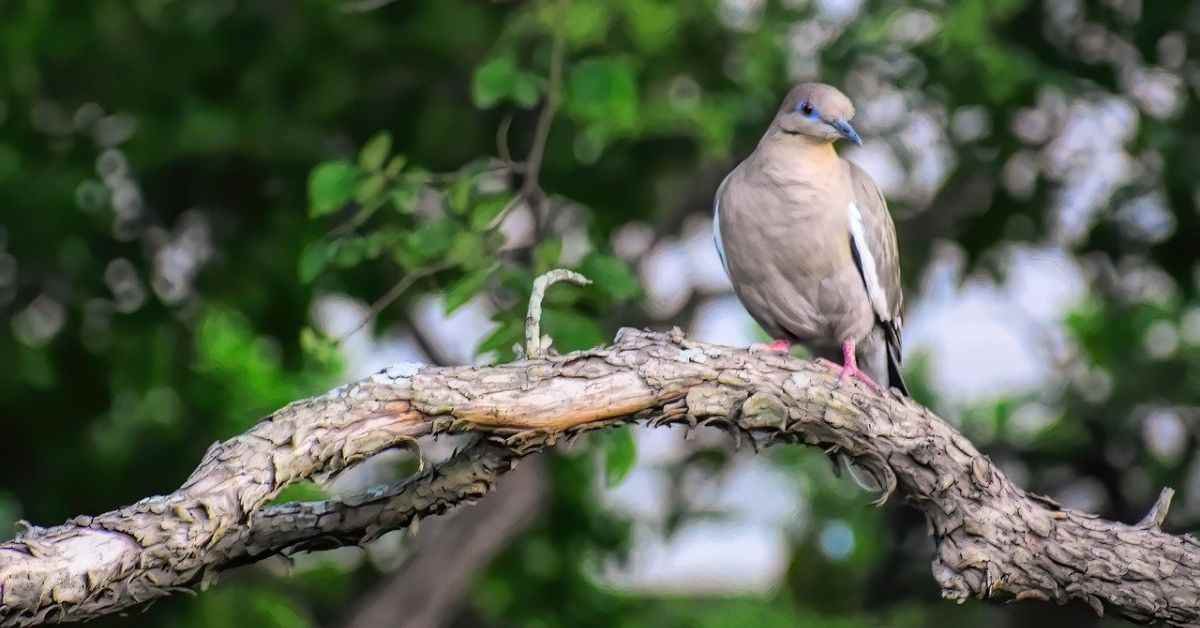 Doves in Connecticut