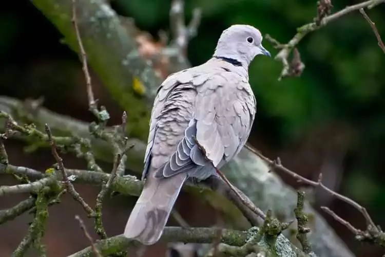 Eurasian Collared-Dove