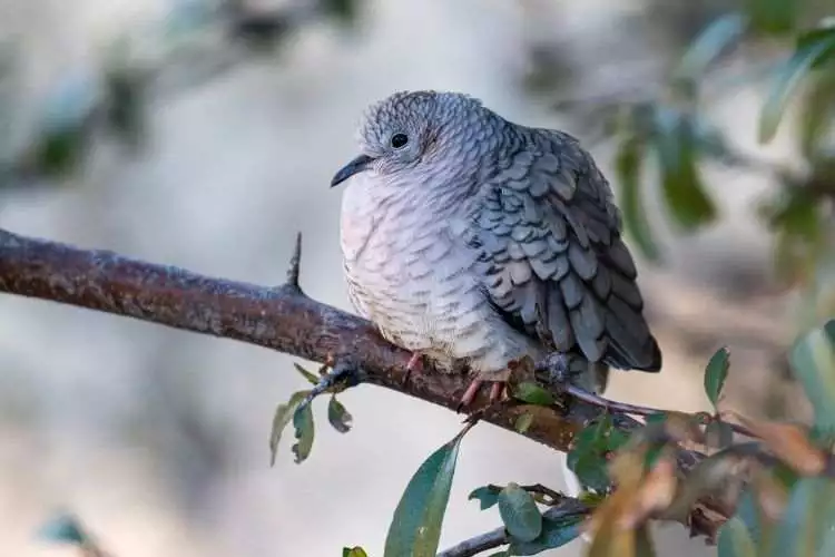 Inca Dove