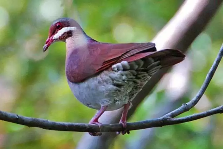 Key West quail dove