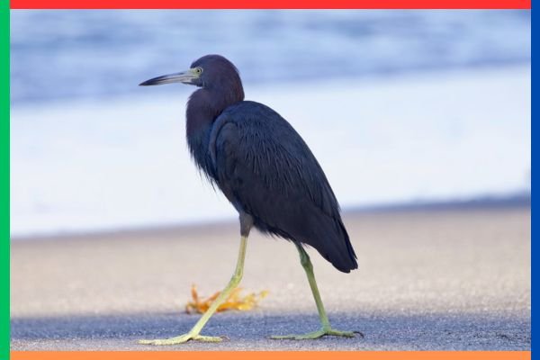 Little Blue Heron