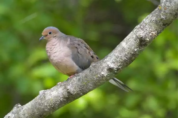 Mourning Dove