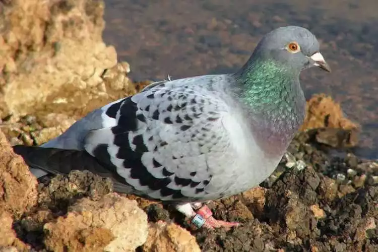 Rock pigeon