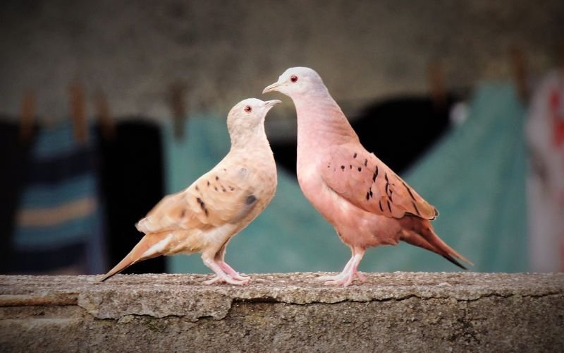 Ruddy Ground Dove