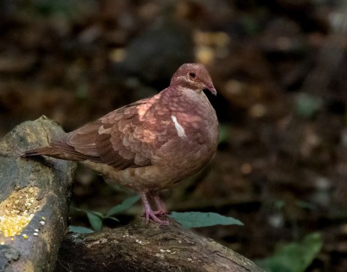 Ruddy quail dove