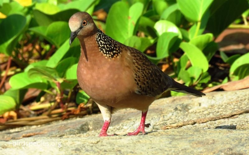 Spotted Dove