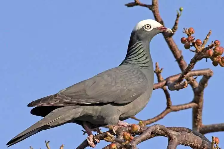 White-crowned Pigeon