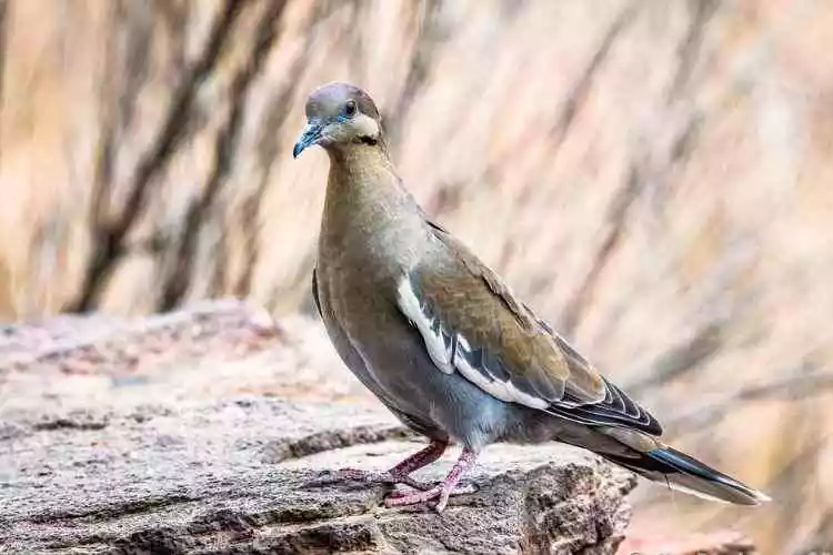 White-winged dove