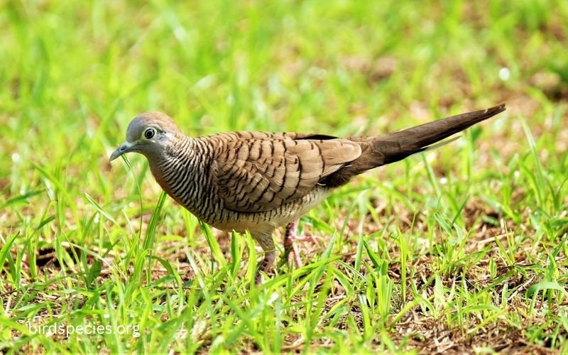 Zebra Dove