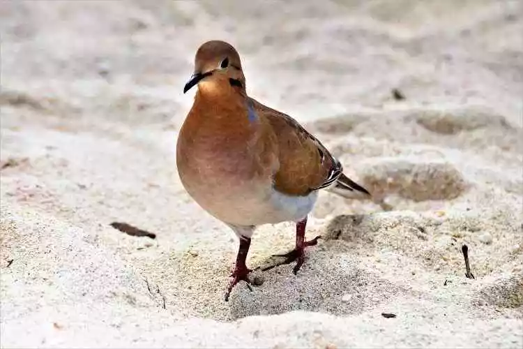 Zenaida Dove