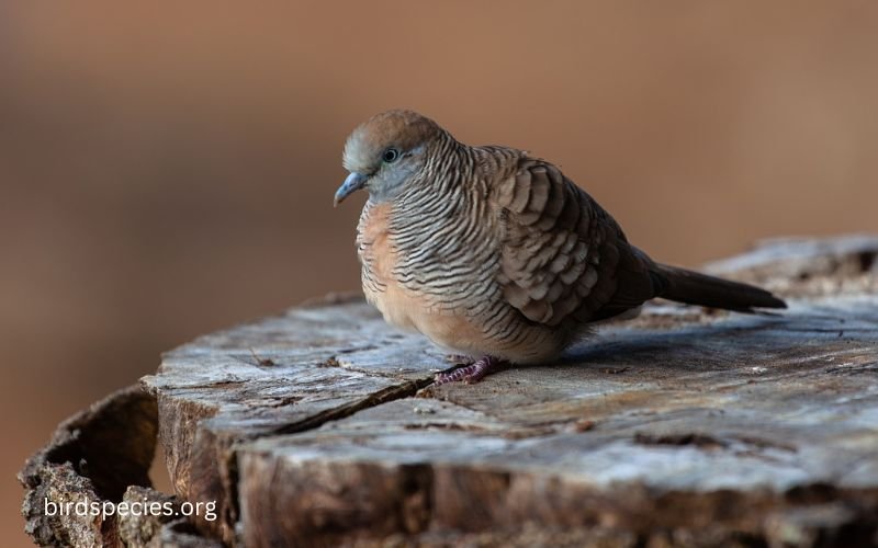 Barred Dove