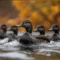 American black ducks swimming in Michigan wetlands during migration season