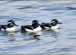 Bufflehead ducks swimming in Michigan lakes during migration season"