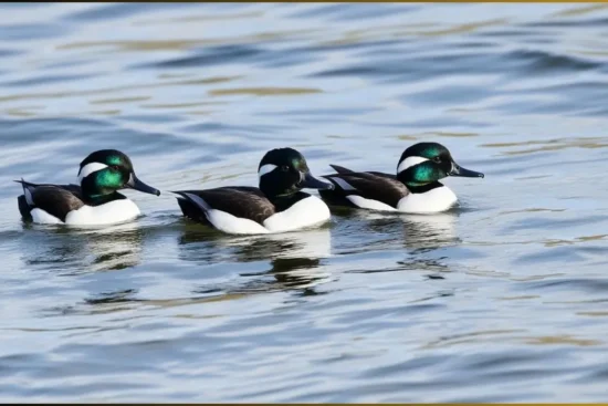 Bufflehead ducks swimming in Michigan lakes during migration season"