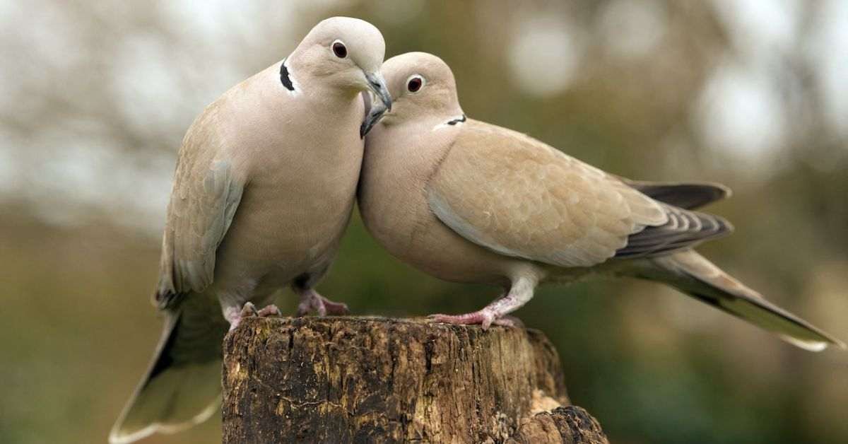 doves in Florida